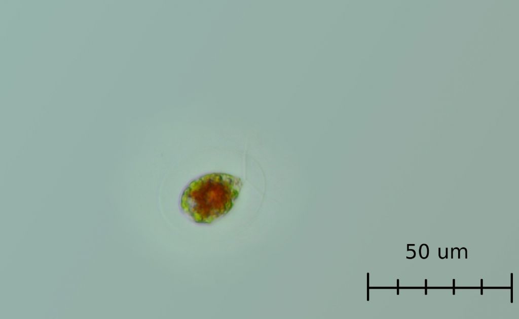 Haematococcus pluvialis