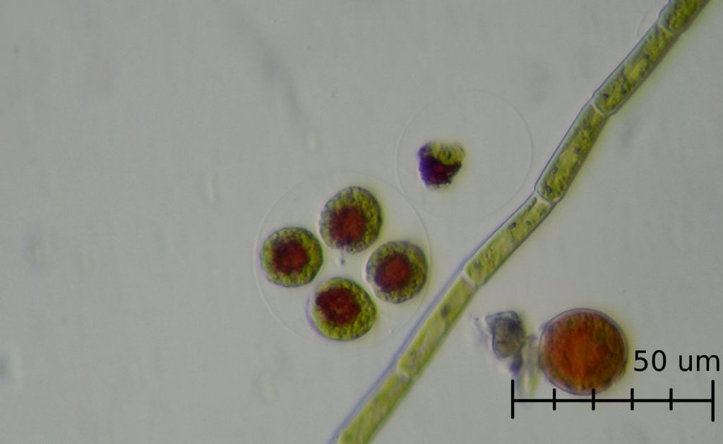 Haematococcus pluvialis