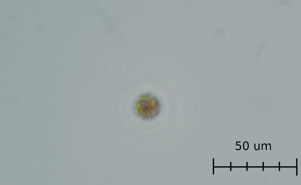 Haematococcus pluvialis