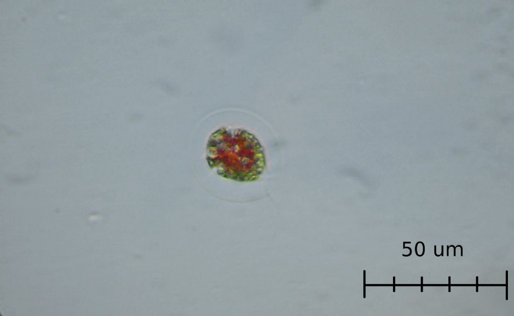 Haematococcus pluvialis