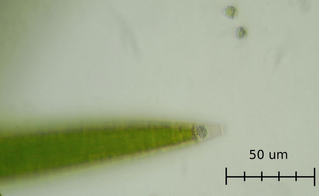 Closterium sp