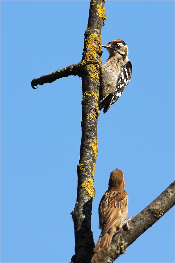 Rosso minore o rosso maggiore juv.?