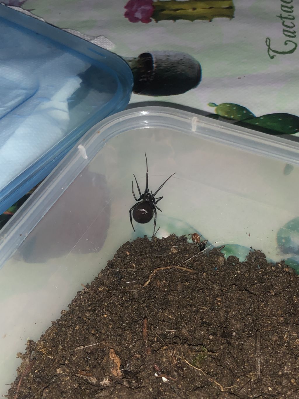 Steatoda grossa - prov. CS