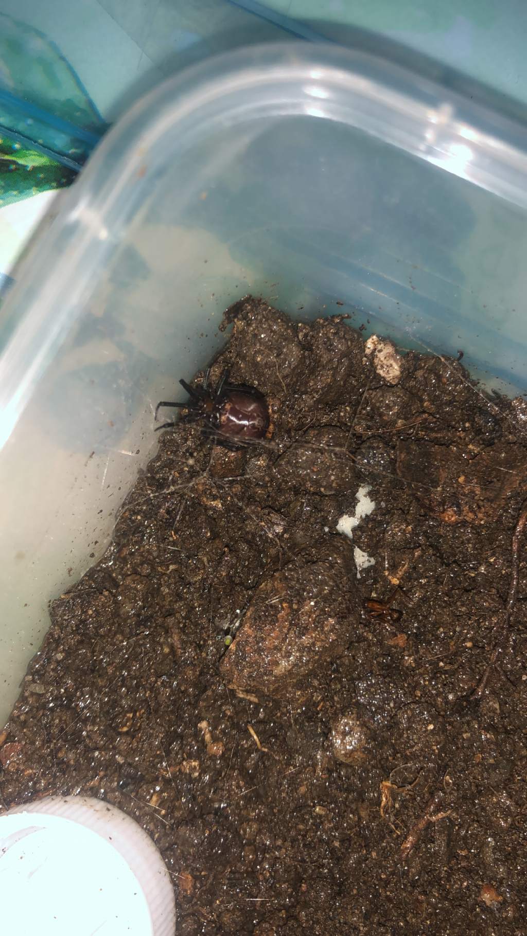 Steatoda grossa - prov. CS