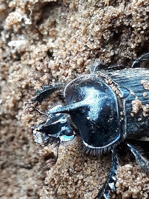 Ceratophyus rossii Jekel, 1866