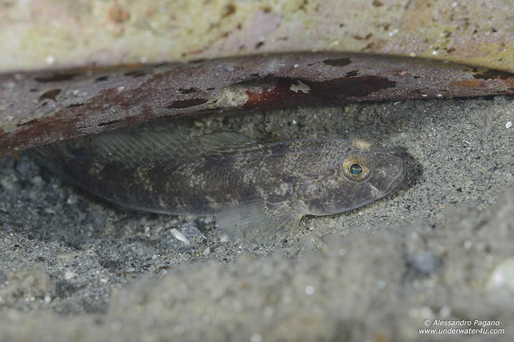 Gobius roulei da Reggio Calabria