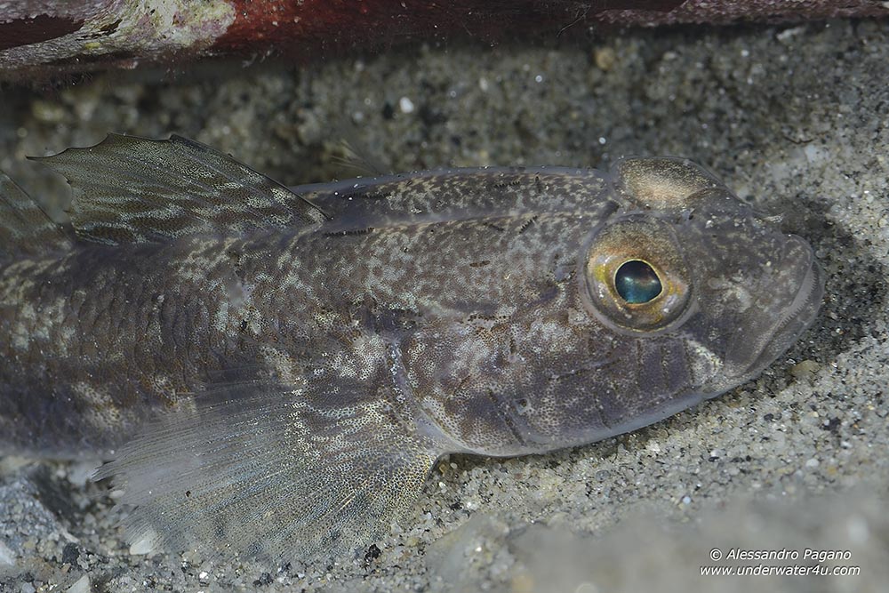 Gobius roulei da Reggio Calabria