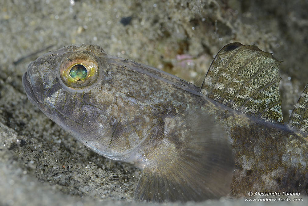 Gobius roulei da Reggio Calabria