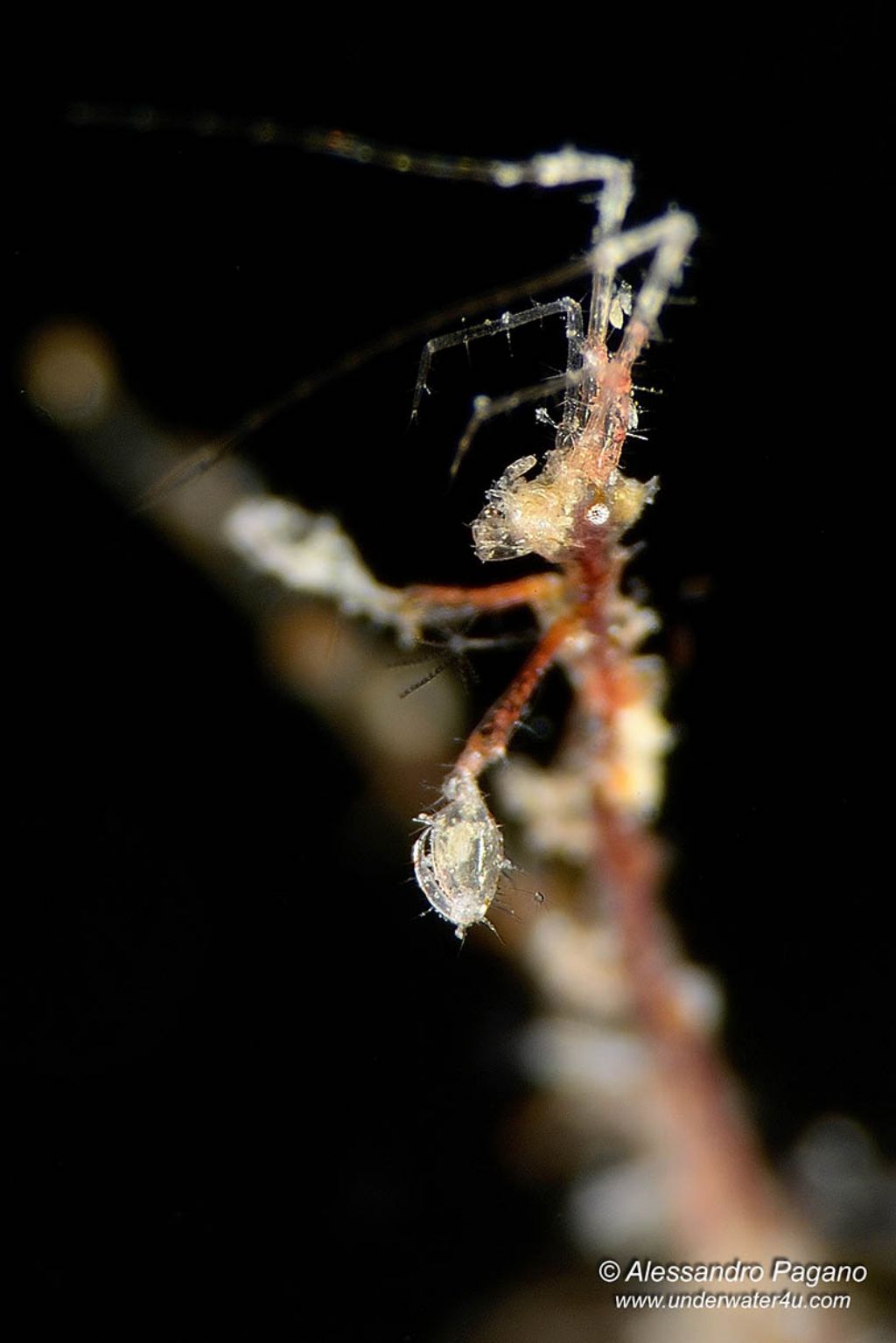 Caprellidae