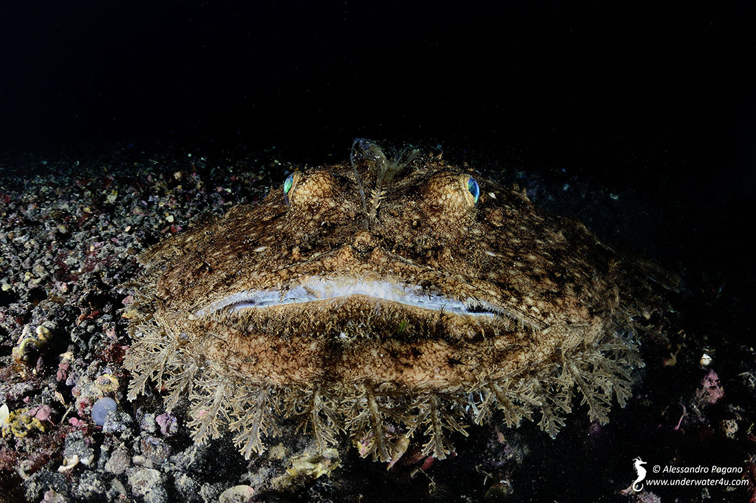 Lophius budegassa (Spinola, 1807)