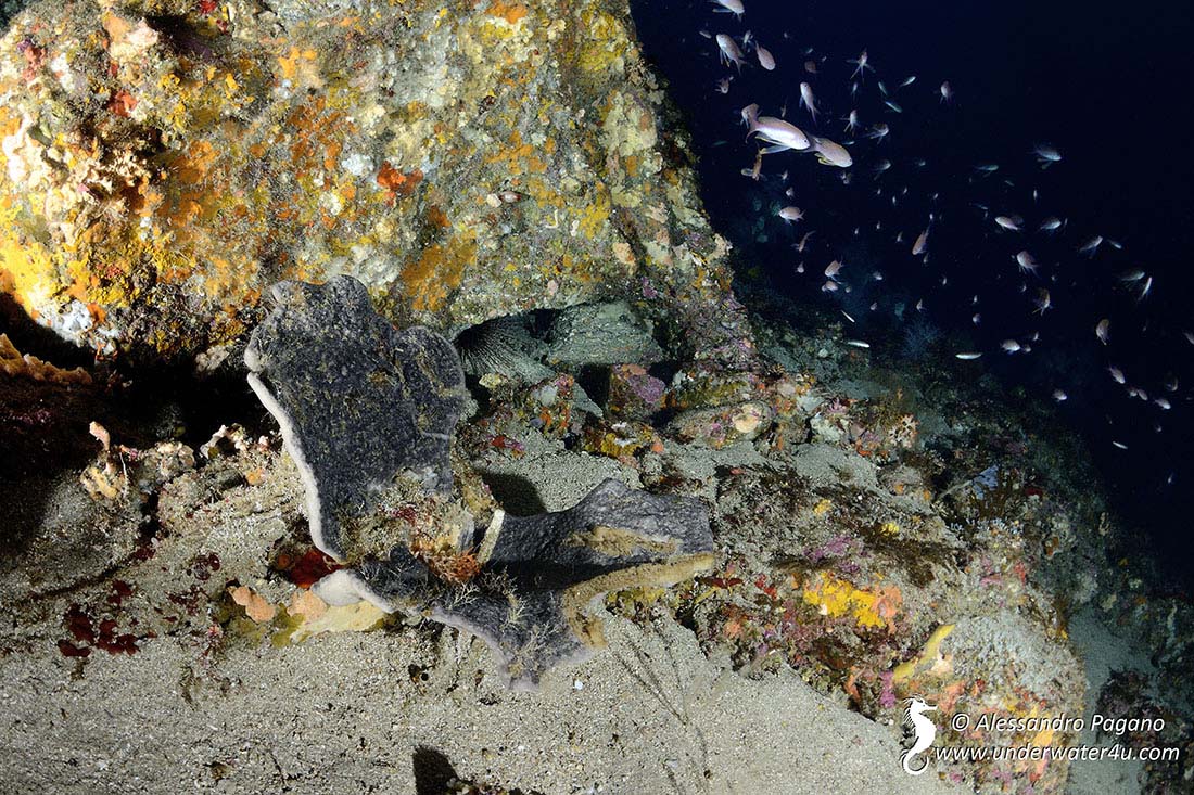 Porifero da identificare:  Spongia lamella