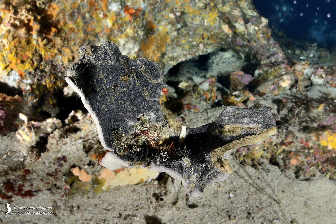 Porifero da identificare:  Spongia lamella