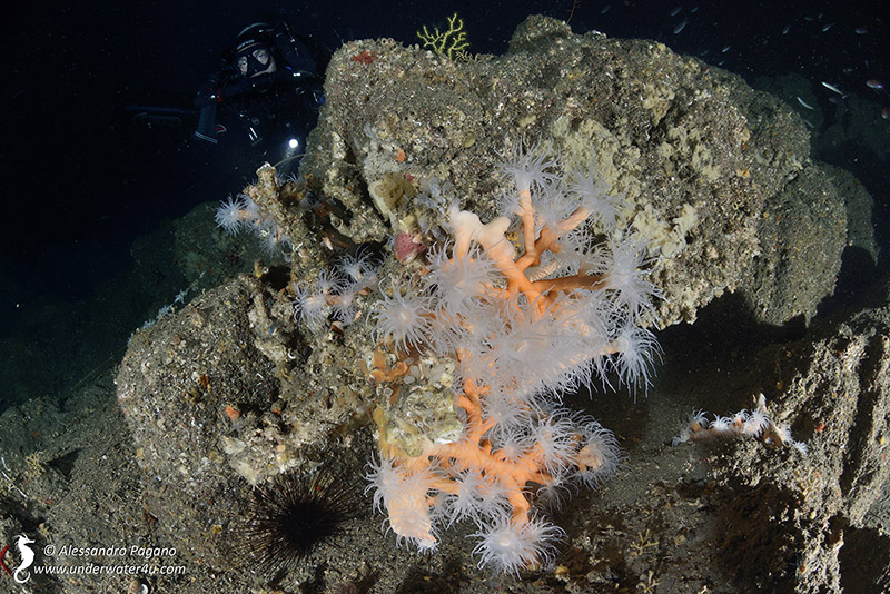 Dendrophyllia ramea (Linnaeus, 1758)