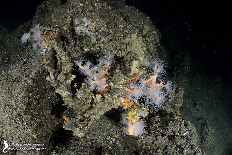 Dendrophyllia ramea (Linnaeus, 1758)