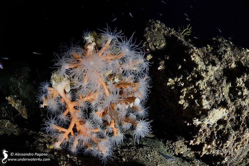 Dendrophyllia ramea (Linnaeus, 1758)