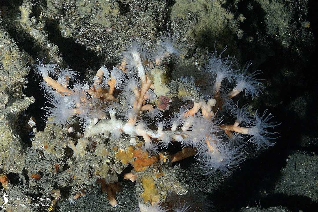 Dendrophyllia ramea (Linnaeus, 1758)