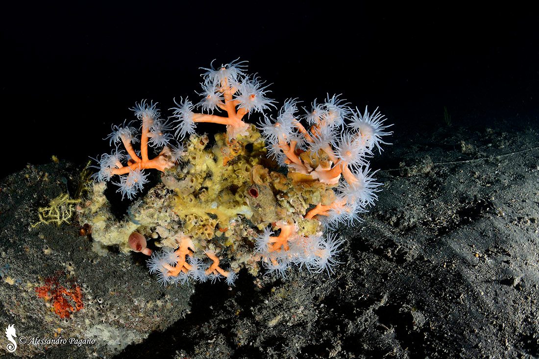 Dendrophyllia ramea (Linnaeus, 1758)