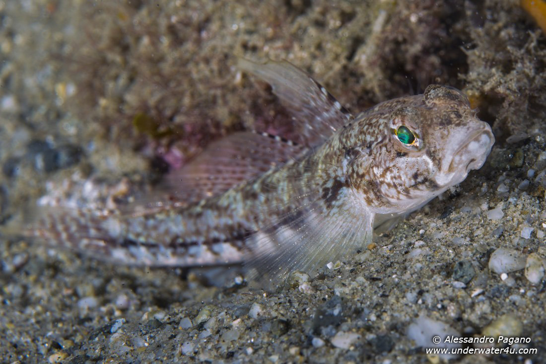 Gobius roulei da Reggio Calabria