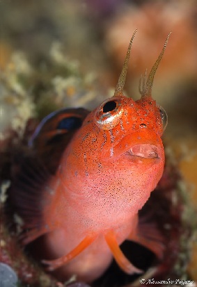 Lipophrys canevae e Parablennius zvonimiri dal Conero