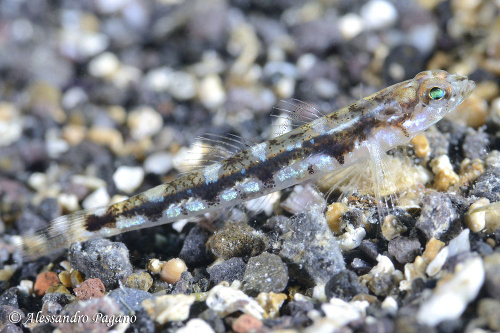 Pomatoschistus marmoratus e Pomatoschistus bathi