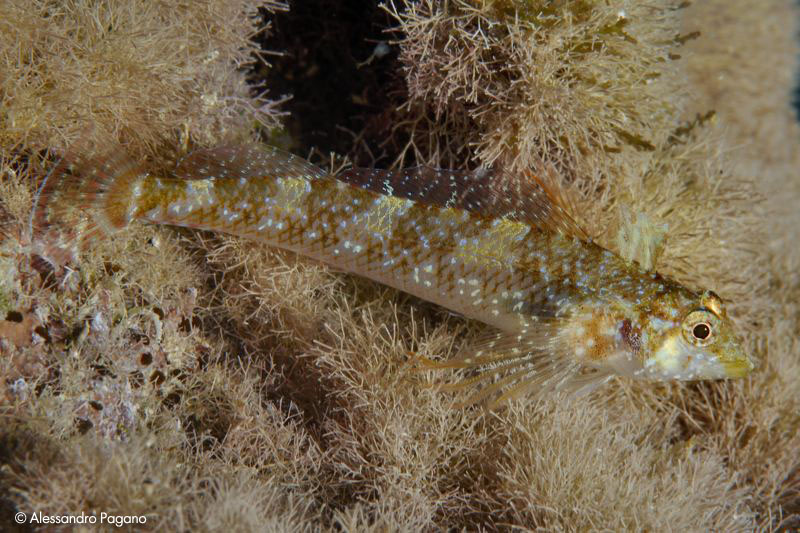 Tripterygion tartessicum(Carreras-C.,Pascual,Macpherson2007)
