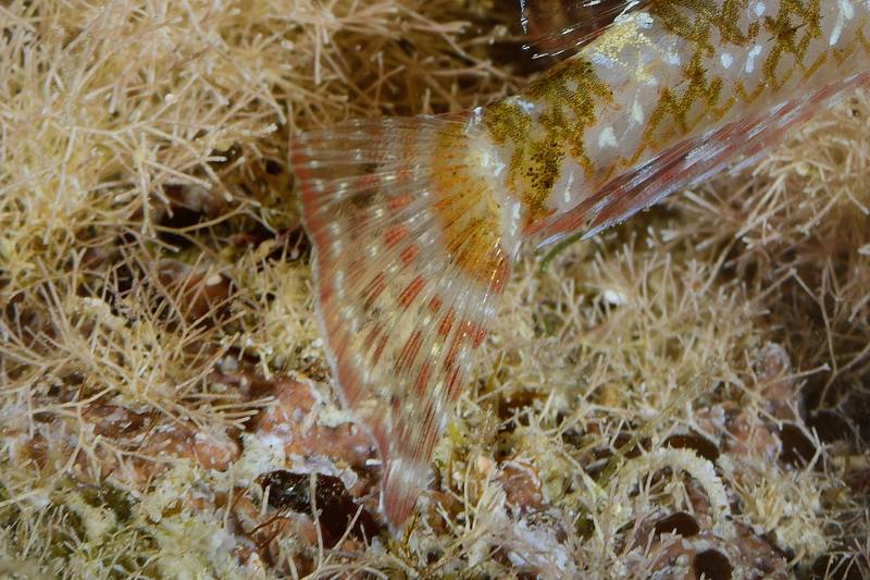 Tripterygion tartessicum(Carreras-C.,Pascual,Macpherson2007)