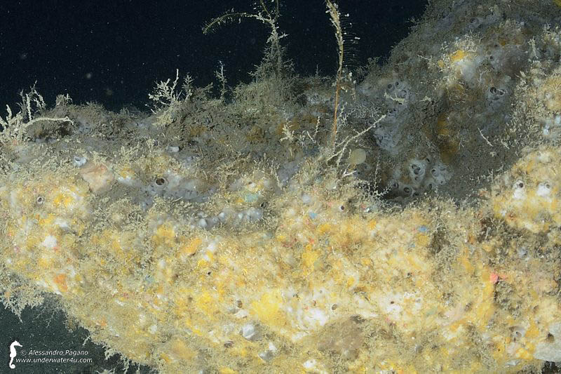 Spugna: Sarcotragus foetidus
