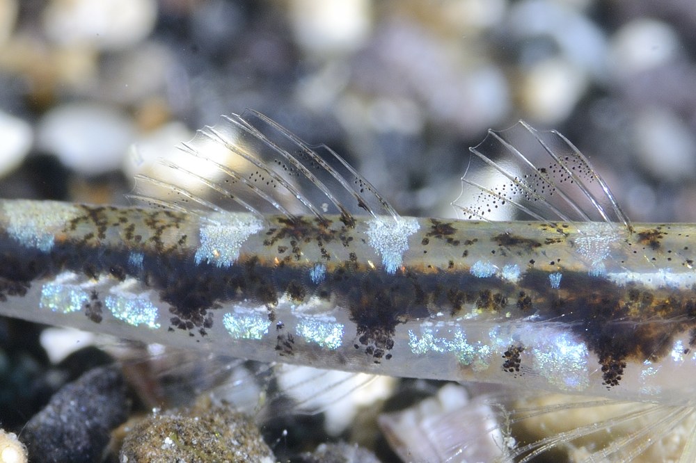 Pomatoschistus marmoratus e Pomatoschistus bathi