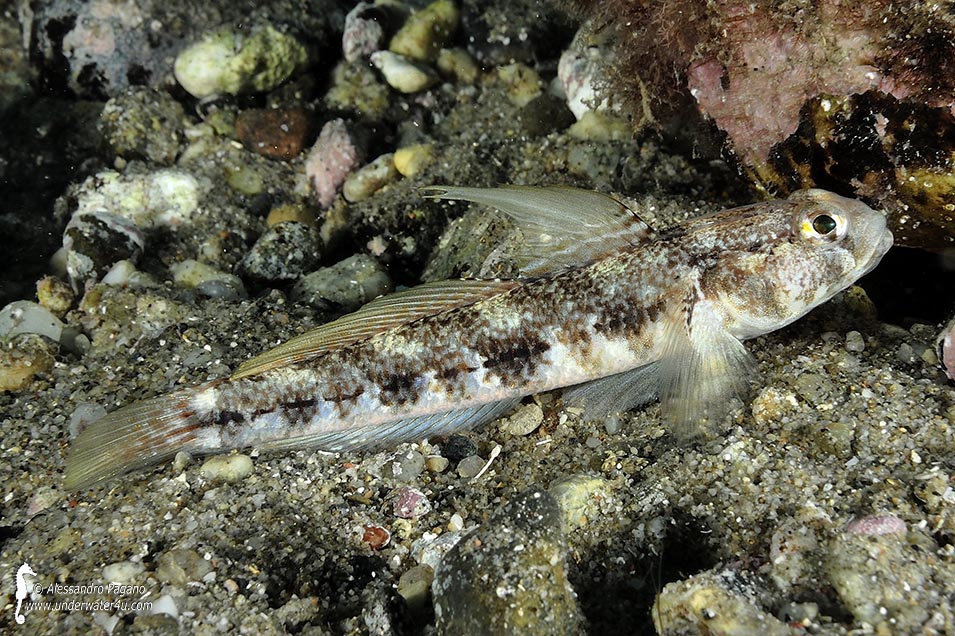 Gobius roulei da Reggio Calabria