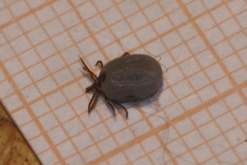 Ixodidae: Ixodes cfr. ricinus