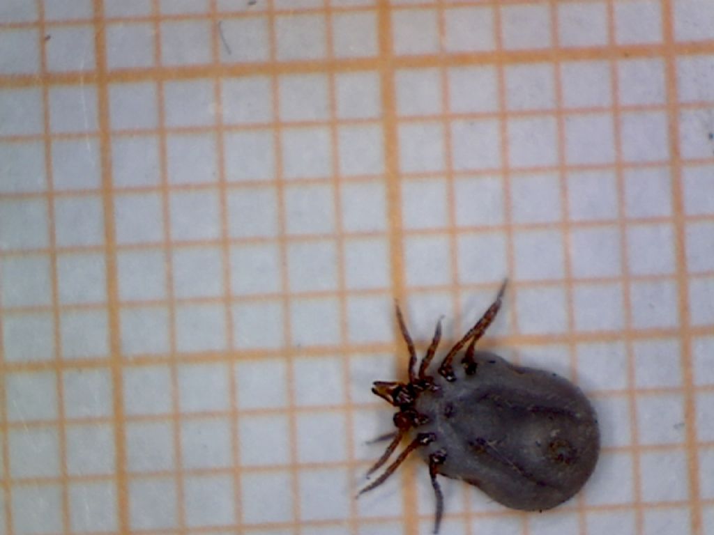 Ixodidae: Ixodes cfr. ricinus