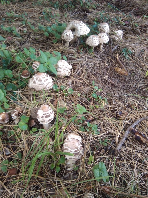 funghi in giardino sotto una conifera
