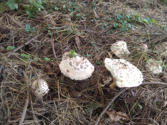 funghi in giardino sotto una conifera