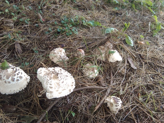funghi in giardino sotto una conifera