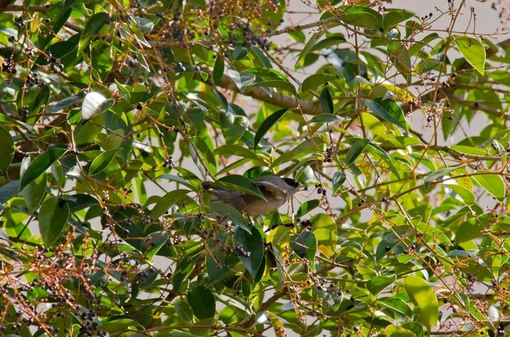 Ligustrum lucidum