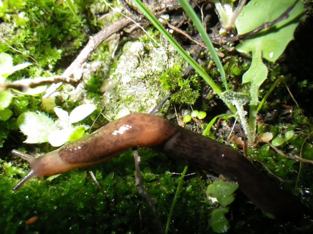 slug della zona piacentina..cos''?