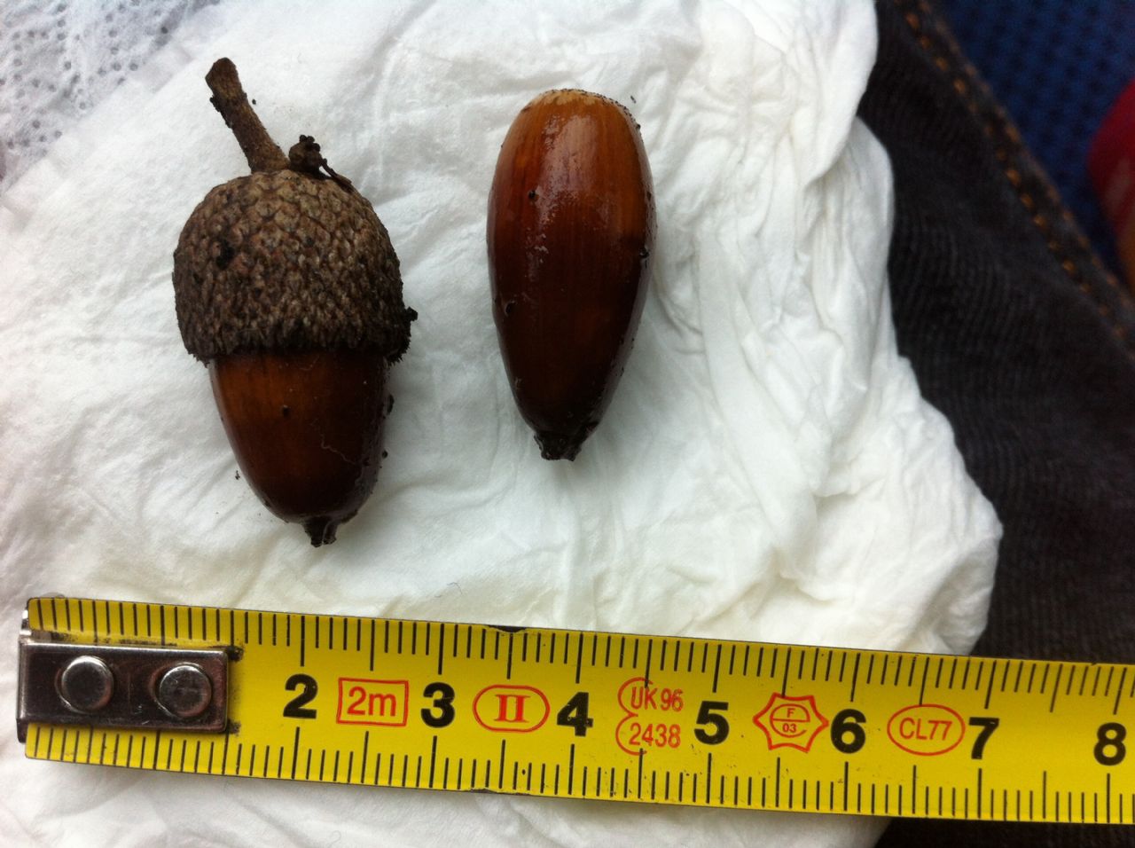 Ghianda di Quercus pubescens (roverella)?