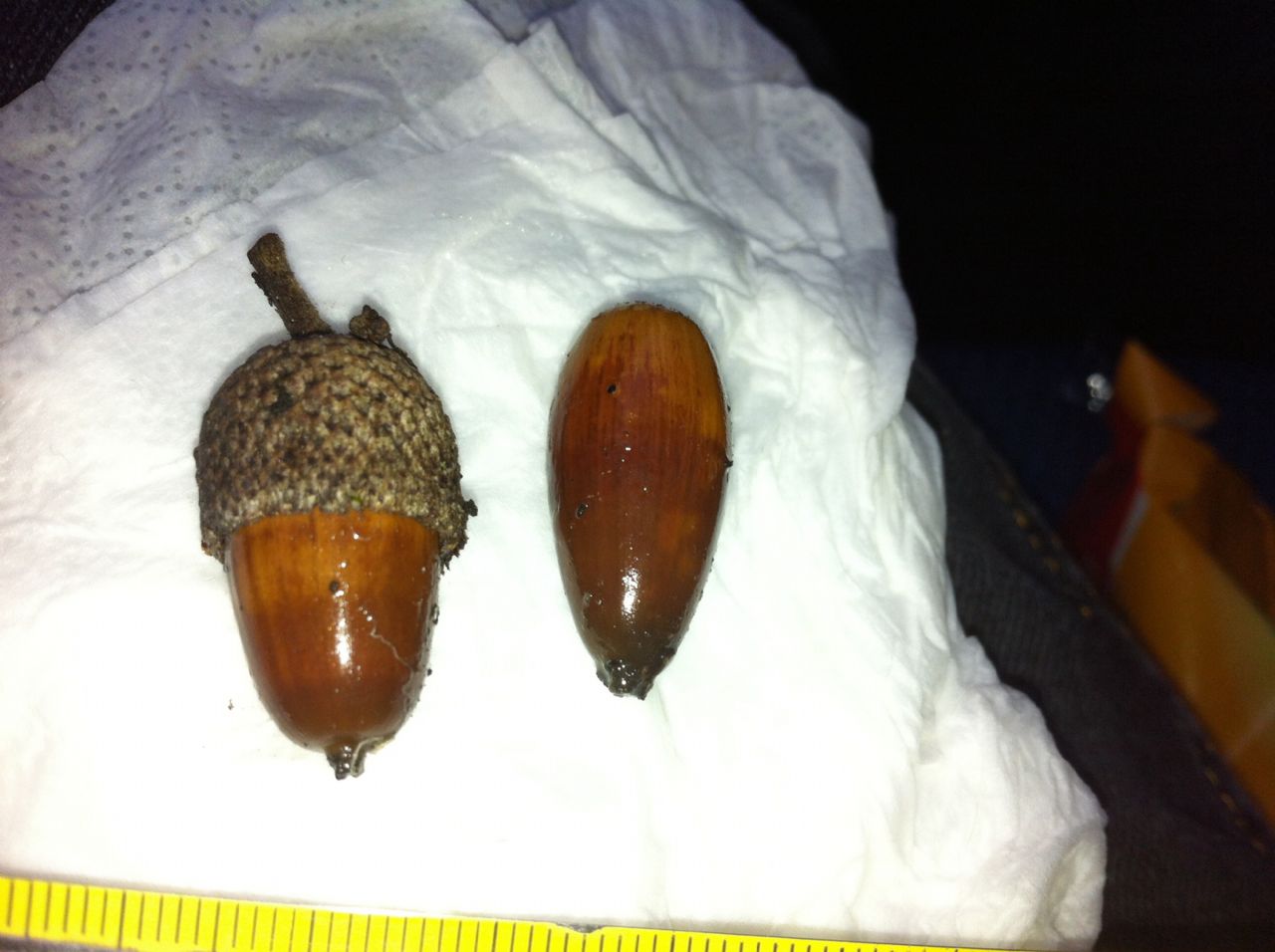 Ghianda di Quercus pubescens (roverella)?