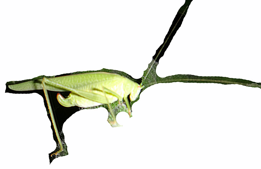 Phaneroptera nana nana, femmina