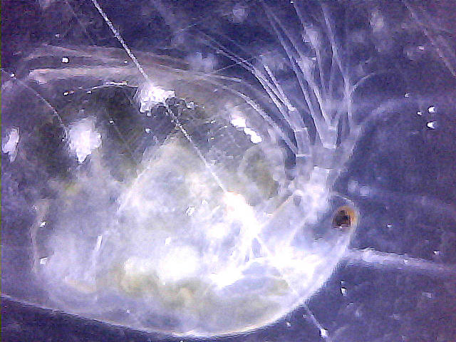 Daphnia o Moina ?
