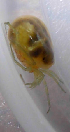 Idracari