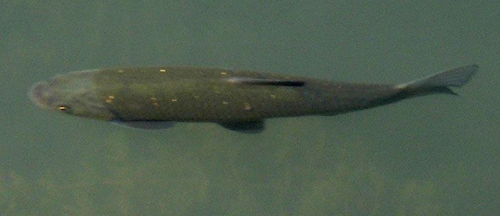 Squalius squalus (ex Quale specie di pesce?)