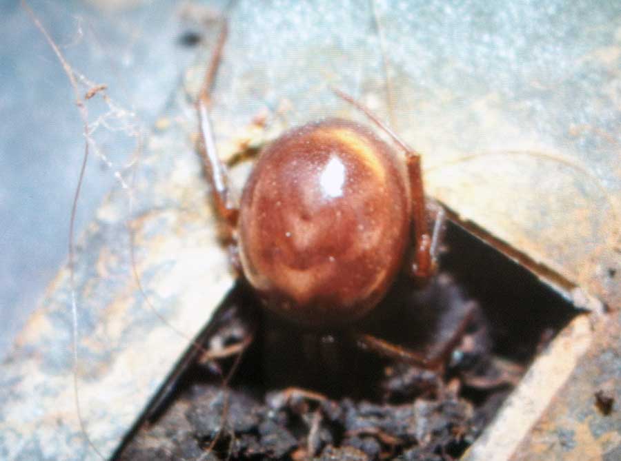 Theridiidae: Steatoda grossa - Roma