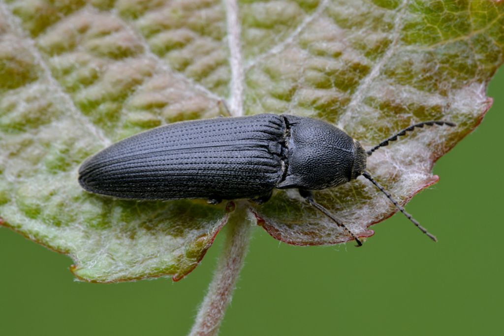 Melanotus crassicollis (cfr.), Elateridae