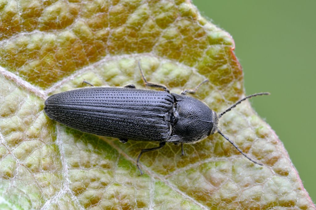 Melanotus crassicollis (cfr.), Elateridae