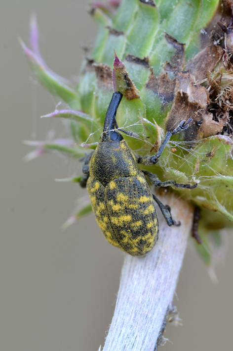 Curculionidae:  Larinus (Larinomesius) obtusus e Larinus (Phyllonomeus) sturnus