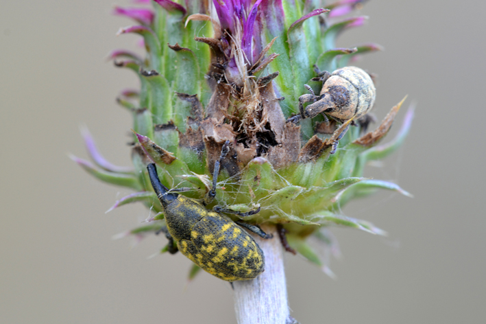 Curculionidae:  Larinus (Larinomesius) obtusus e Larinus (Phyllonomeus) sturnus