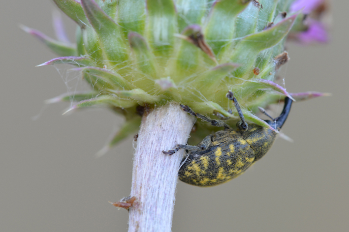 Curculionidae:  Larinus (Larinomesius) obtusus e Larinus (Phyllonomeus) sturnus