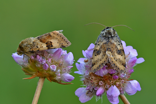 Da determinare - Heliothis maritima, Noctuidae