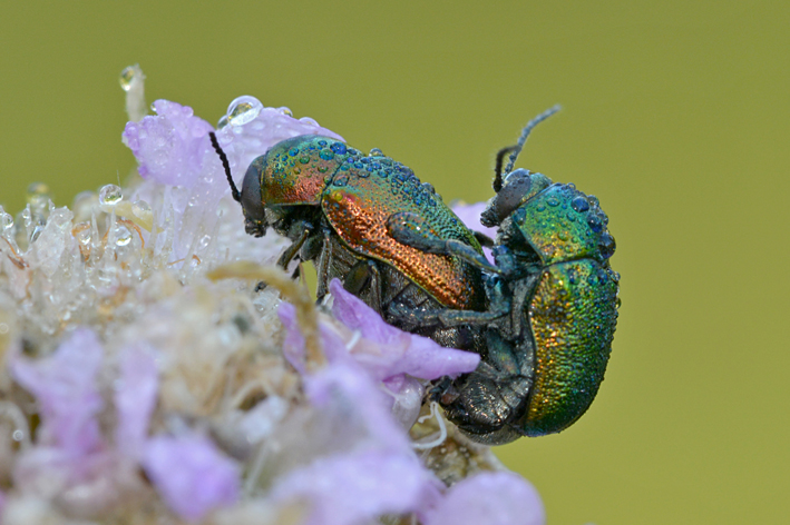 Cryptocephalus da identificare....Cryptocephalus sp.